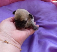 Chiots Chihuahua disponibles sur Atara.com