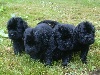 Chiots de l'�levage du Pays de Broc�liande
