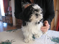 Chiots Shih Tzu disponibles sur Atara.com