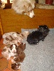 Chiots de l'�levage Amber Oaks