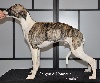 Whippet