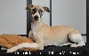 Whippet