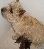 Chiots de l'�levage Du hameau des landes