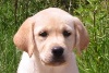 Chiots de l'�levage Duckinson