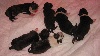Chiots de l'�levage De karysha