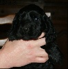 Cocker Spaniel Anglais
