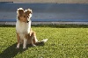 Shetland Sheepdog