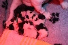 Chiots de l'�levage de la L�gende de l'Hermine