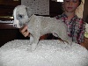 Whippet