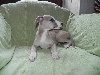 Whippet