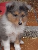 Shetland Sheepdog