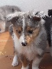 Shetland Sheepdog