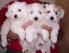des petits lutins blancs
