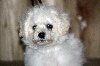 Bichon frisé