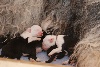 Chiots de l'�levage Bro an Aberiou