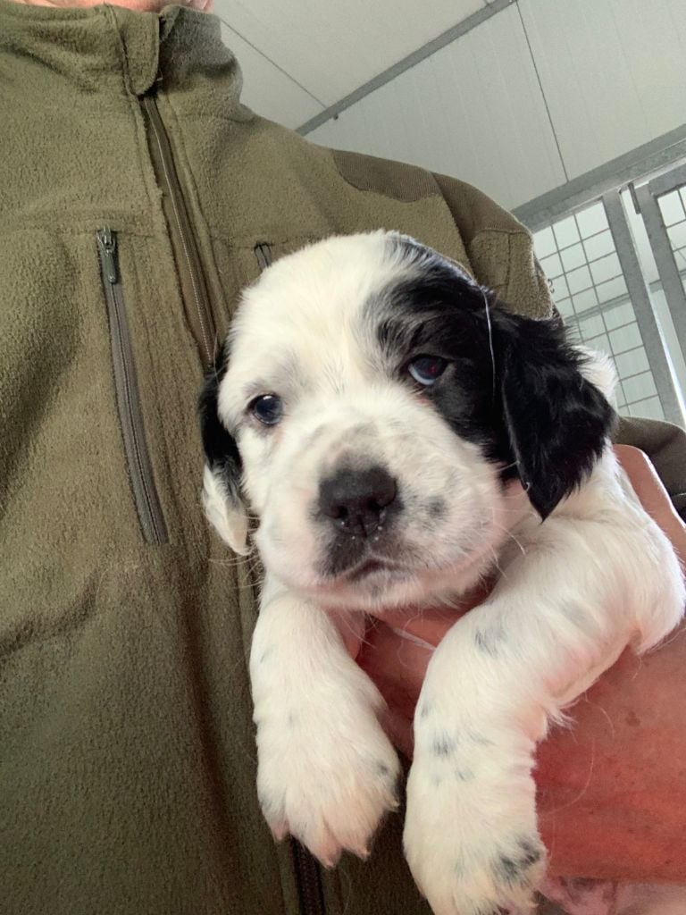 Chiots de la race Setter anglais disponibles sur chiotsdefrance