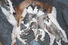 Chiots de l'�levage Can Nel