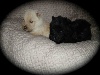 Chiots de l'�levage des Ormeaux d'Antan