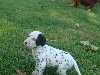 Dalmatien