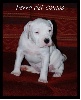 Perro del Chaco