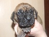 Chiots de l'�levage des Aliz�s de Rimini