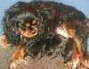 Chiots de l'�levage Des rois du monde