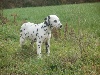Dalmatien