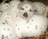 Dalmatien
