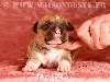 American Staffordshire Terrier