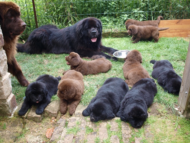 Chiot Elevage Du domaine de l'ourson brun eleveur de chiens