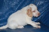 Setter anglais