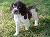English Springer Spaniel
