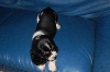 English Springer Spaniel