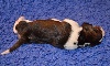 Basset artésien normand