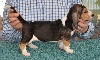 Basset artésien normand