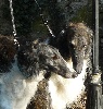 Barzoi
