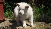 Chiots Berger Blanc Suisse disponibles sur Atara.com