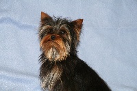 Chiots Yorkshire Terrier disponibles sur Atara.com