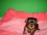 Chiots Yorkshire Terrier disponibles sur Atara.com