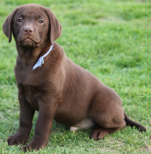Chocolate labradors, Labradors and Pug on Pinterest