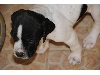 Pointer