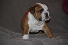 Bulldog Anglais