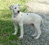 Dalmatien