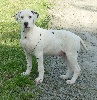 Dalmatien