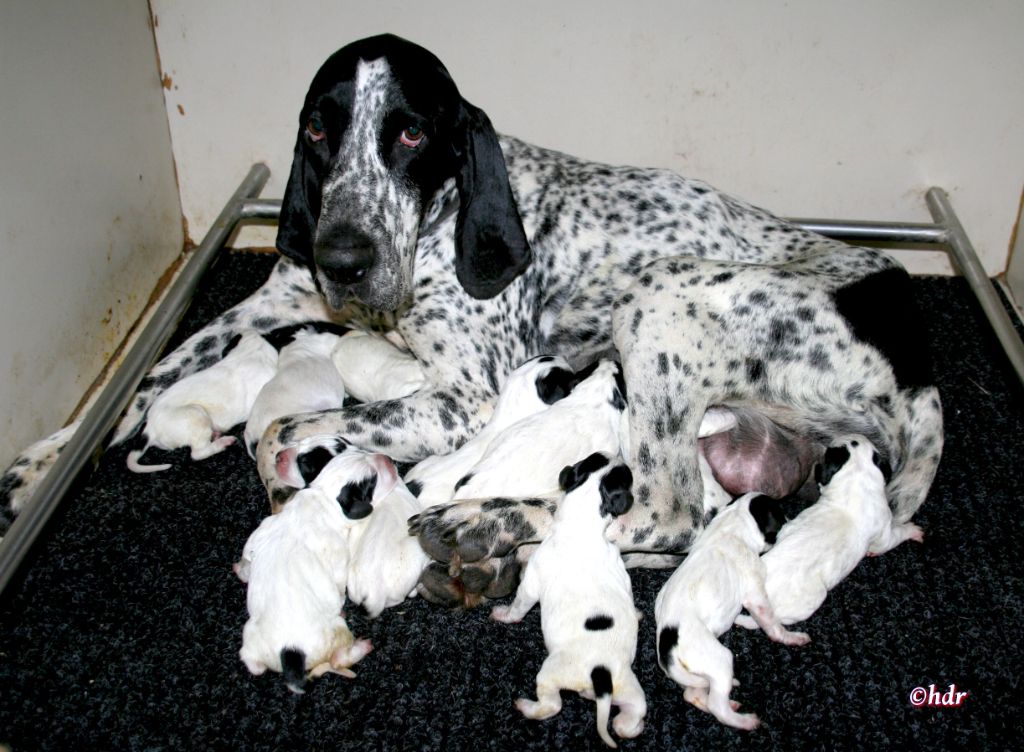 Chiots De La Race Braque D Auvergne Disponibles Sur Chiots De France