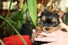 Chiots de l'�levage Des Robine Masters