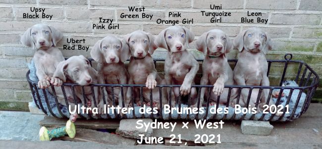 Des brumes des bois - Braque de Weimar - Portée née le 21/06/2021