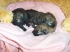 du royaume des chouchoy�s