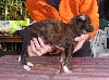 Barzoi