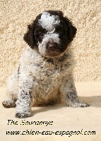 Chiots Chien d'eau espagnol disponibles sur Atara.com